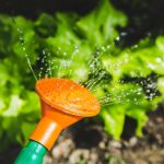 watering plants with a watering can